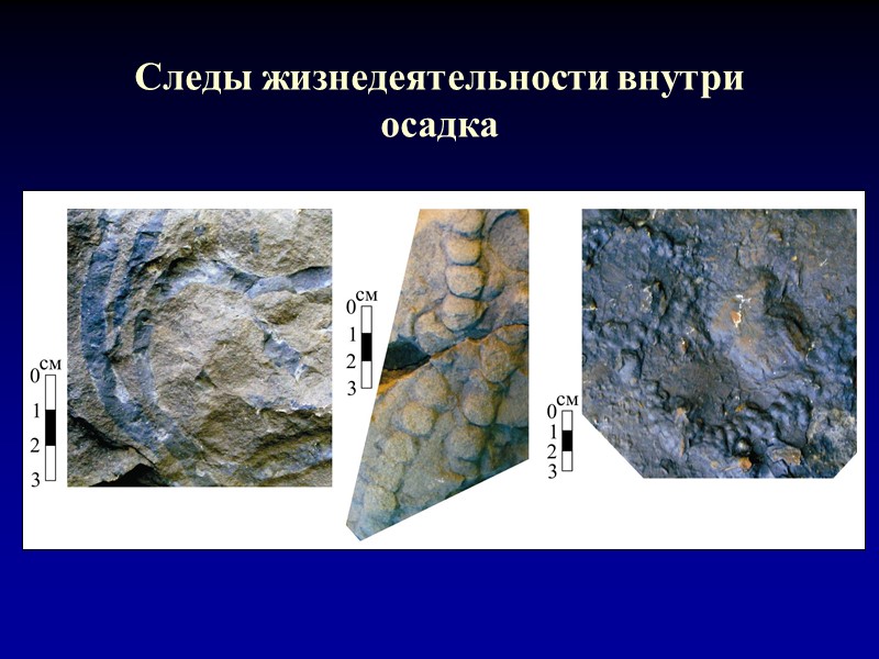 Следы жизнедеятельности внутри осадка